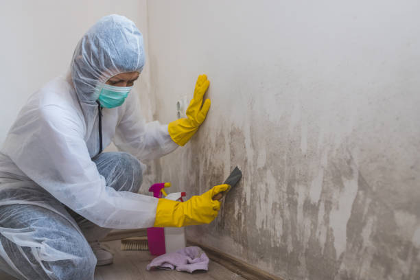 Mold Removal Process in Streator, IL