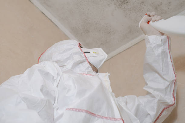 Best Mold Damage Repair  in Streator, IL